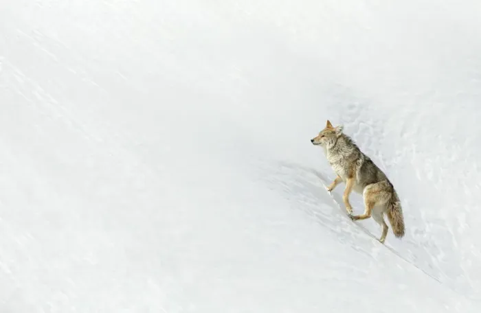 Framed Print : RF - Coyote (Canis latrans) in snow, Yellowstone. February Framed Print : RF - Coyote (Canis latrans) in snow, Yellowstone. February