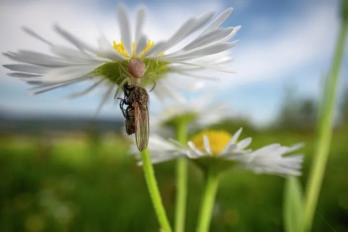 Framed Print : RF - Crab spider (Misumena vatia) juvenile under a flower with fly prey, Thurgau, Switzerland. August. (This image may be licensed either as rights managed or royalty free.) Framed Print : RF - Crab spider (Misumena vatia) juvenile under a flower with fly prey, Thurgau, Switzerland. August. (This image may be licensed either as rights managed or royalty free.)