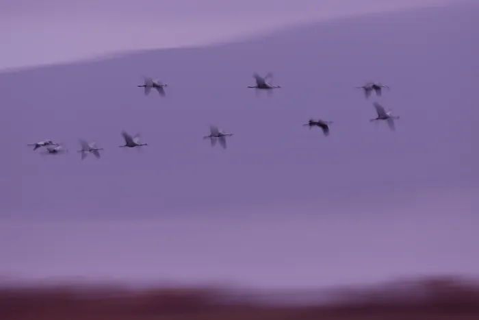 Framed Print : RF - Cranes (Grus grus) flock in flight at dawn, Tablas de Daimiel National Park, Ciudad Real, Spain. December Framed Print : RF - Cranes (Grus grus) flock in flight at dawn, Tablas de Daimiel National Park, Ciudad Real, Spain. December