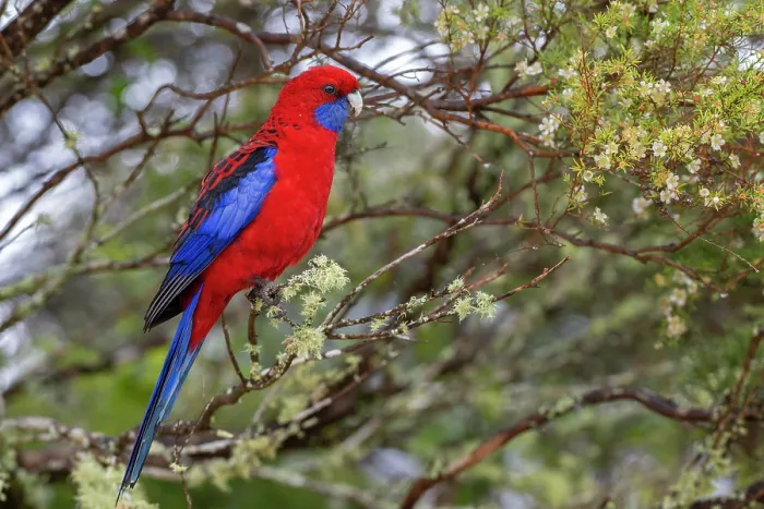 Framed Print : RF - Crimson rosella (Platycercus elegans) perched on branch, Border Ranges, Queensland, Australia. (This image may be licensed either as rights managed or royalty free.) Framed Print : RF - Crimson rosella (Platycercus elegans) perched on branch, Border Ranges, Queensland, Australia. (This image may be licensed either as rights managed or royalty free.)