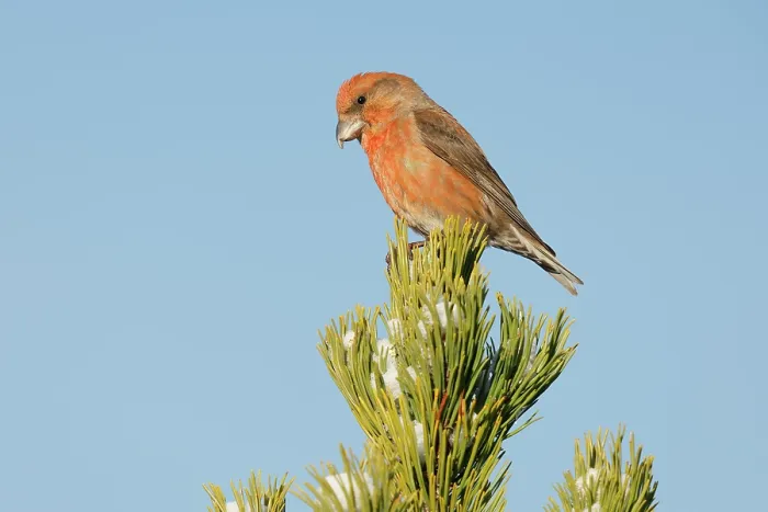 Framed Print : RF - Crossbill (Loxia curvirostra) male, perched at top of a Pine (Pinus sp.) tree, Pyrenees, Spain. January Framed Print : RF - Crossbill (Loxia curvirostra) male, perched at top of a Pine (Pinus sp.) tree, Pyrenees, Spain. January