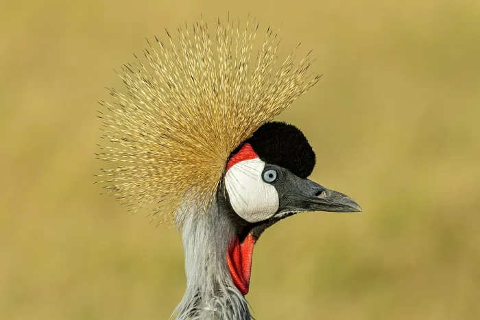 Framed Print : RF - Crowned crane (Balearica regulorum gibbericeps) head portrait, Masai-Mara Game Reserve, Kenya. (This image may be licensed either as rights managed or royalty free.) Framed Print : RF - Crowned crane (Balearica regulorum gibbericeps) head portrait, Masai-Mara Game Reserve, Kenya. (This image may be licensed either as rights managed or royalty free.)