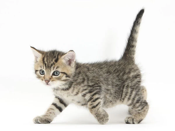 RF- Cute tabby kitten, Stanley, aged 6 weeks, walking