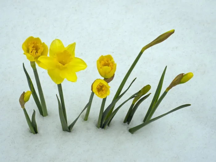 Framed Print : RF - Daffodils (Narcissus sp) emerging from prolonged snow Spring Norfolk UK