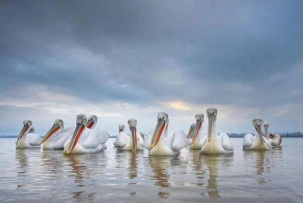 RF - Dalmatian pelicans (Pelecanus crispus) Lake Kerkini, Greece, March