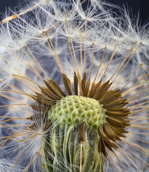 Framed Print : RF- Dandelion (Taxaxacum officinale) close up of seed head Framed Print : RF- Dandelion (Taxaxacum officinale) close up of seed head