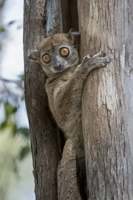 Framed Print : RF - Daraina Sportive Lemur (Lepilemur milanoii) in day time rest tree hole in dry forest Framed Print : RF - Daraina Sportive Lemur (Lepilemur milanoii) in day time rest tree hole in dry forest