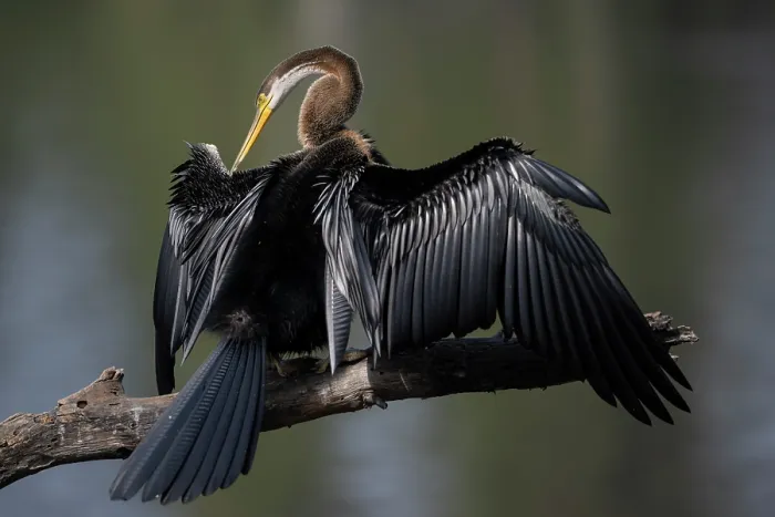 Framed Print : RF - Darter (Anhinga melanogaster) perched on branch, preening, Keoladeo Ghana National Park, Bharatpur, Rajasthan, India Framed Print : RF - Darter (Anhinga melanogaster) perched on branch, preening, Keoladeo Ghana National Park, Bharatpur, Rajasthan, India