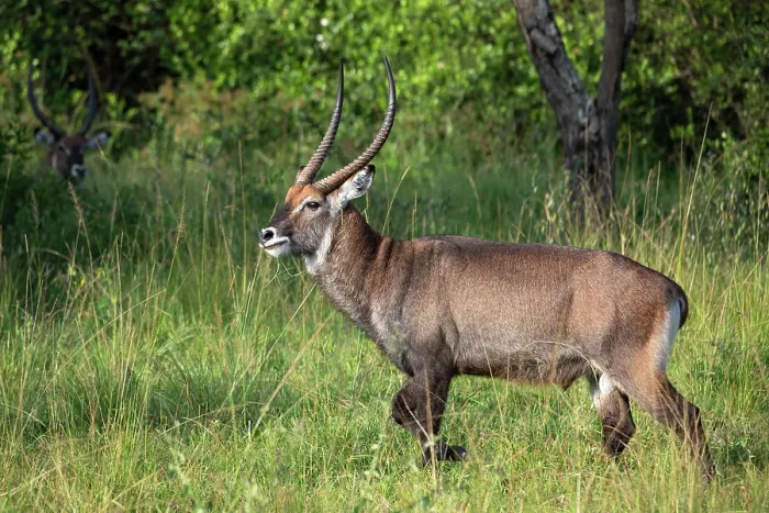 Framed Print : RF - Defassa waterbuck (Kobus ellipsiprymnus defassa) walking through grassland, Lake Mburo National Park, Uganda Framed Print : RF - Defassa waterbuck (Kobus ellipsiprymnus defassa) walking through grassland, Lake Mburo National Park, Uganda