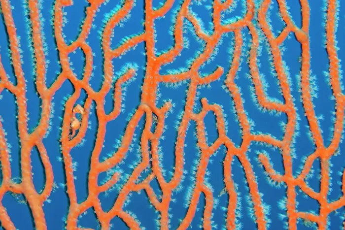 Framed Print : RF - Denise's pygmy seahorse (Hippocampus denise) looks out from its home in a sea fan (Annella sp.). Misool, Raja Ampat, West Papua, Indonesia. Ceram Sea. Tropical West Pacific Ocean
