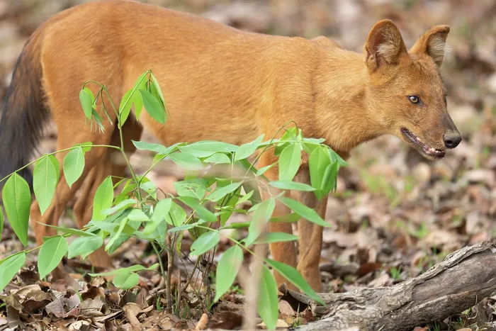 Framed Print : RF - Dhole (Cuon alpinus) standing in forest, Kabini, Nagarhole National Park, Karnataka, India. Endangered. (This image may be licensed either as rights managed or royalty free.) Framed Print : RF - Dhole (Cuon alpinus) standing in forest, Kabini, Nagarhole National Park, Karnataka, India. Endangered. (This image may be licensed either as rights managed or royalty free.)