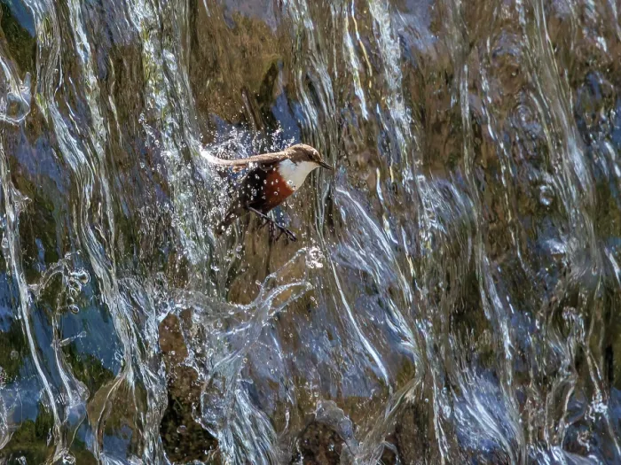 Framed Print : RF - Dipper (Cinclus cinclus) flying through waterfall, Alps, Bavaria, Germany. May. (This image may be licensed either as rights managed or royalty free.) Framed Print : RF - Dipper (Cinclus cinclus) flying through waterfall, Alps, Bavaria, Germany. May. (This image may be licensed either as rights managed or royalty free.)