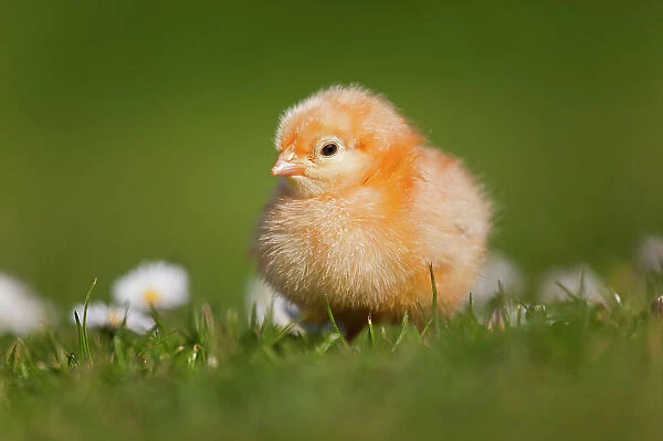 RF- Domestic chicken (Gallus gallus domesticus) newly hatched day chick standing in among Daises. UK, March