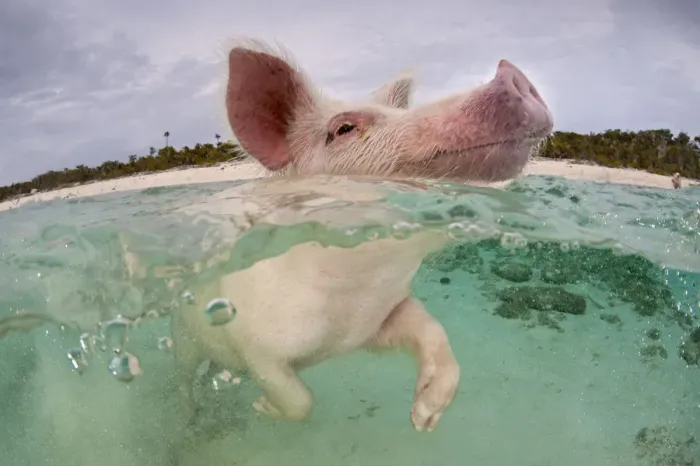 Framed Print : RF- Domestic pig (Sus domestica) swimming in sea. Exuma Cays, Bahamas. Tropical West Atlantic Ocean Framed Print : RF- Domestic pig (Sus domestica) swimming in sea. Exuma Cays, Bahamas. Tropical West Atlantic Ocean
