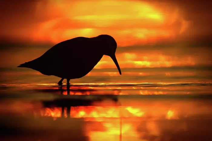Framed Print : RF - Dunlin (Calidris alpina) standing on the shore, silhouetted at sunset, Baltic Sea, Poland. September. (This image may be licensed either as rights managed or royalty free.) Framed Print : RF - Dunlin (Calidris alpina) standing on the shore, silhouetted at sunset, Baltic Sea, Poland. September. (This image may be licensed either as rights managed or royalty free.)