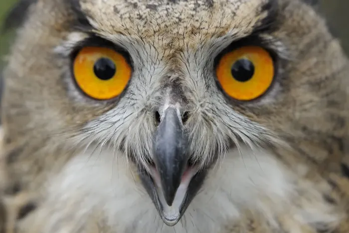 Framed Print : RF- Eagle owl (Bubo bubo) calling, raised in captivity and newly released into the wild Framed Print : RF- Eagle owl (Bubo bubo) calling, raised in captivity and newly released into the wild
