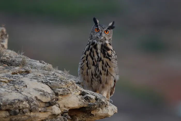 Framed Print : RF - Eagle owl (Bubo bubo) perched on a rock at dusk, La Rioja, Spain. October. (This image may be licensed either as rights managed or royalty free.) Framed Print : RF - Eagle owl (Bubo bubo) perched on a rock at dusk, La Rioja, Spain. October. (This image may be licensed either as rights managed or royalty free.)