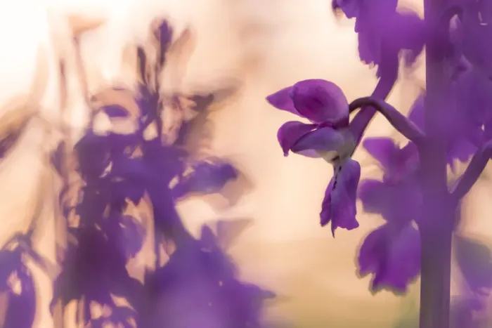 Framed Print : RF - Early Purple Orchid (Orchis mascula) in flower, Broxwater, Cornwall, UK. May 2016 Framed Print : RF - Early Purple Orchid (Orchis mascula) in flower, Broxwater, Cornwall, UK. May 2016