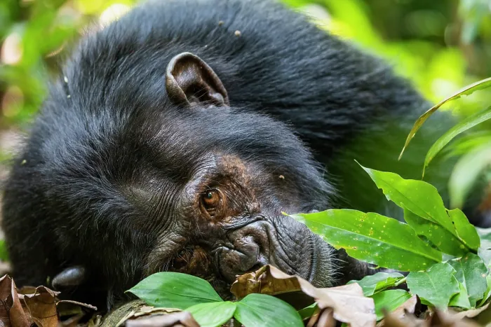 Framed Print : RF - Eastern chimpanzee (Pan troglodytes schweinfurthii) resting on forest floor, Kibale National Park, Uganda. Endangered