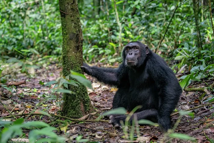Framed Print : RF - Eastern chimpanzee (Pan troglodytes schweinfurthii) sitting on forest floor, Kibale National Park, Uganda. Endangered