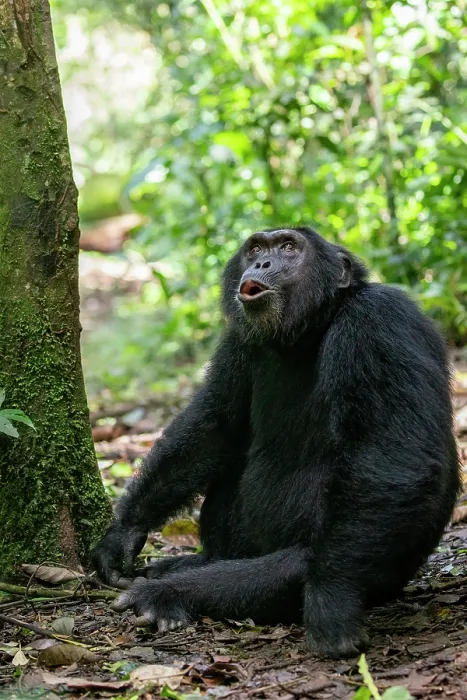 Framed Print : RF - Eastern chimpanzee (Pan troglodytes schweinfurthii) sitting on forest floor calling, Kibale National Park, Uganda. Endangered