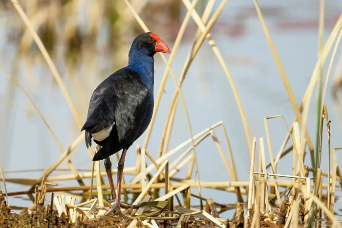 Framed Print : RF - Eastern swamphen (Porphyrio porphyrio) standing in reedbed at edge of lake, Canberra, ACT, Australia. (This image may be licensed either as rights managed or royalty free.) Framed Print : RF - Eastern swamphen (Porphyrio porphyrio) standing in reedbed at edge of lake, Canberra, ACT, Australia. (This image may be licensed either as rights managed or royalty free.)