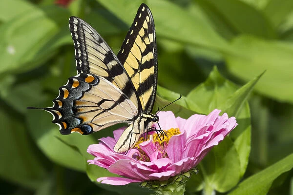 RF - Eastern tiger swallowtail butterfly (Papilio glaucus) nectaring on Zinnia in farm garden