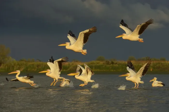 Framed Print : RF- Eastern white pelicans (Pelecanus onocrotalus) taking off from water, Danube Framed Print : RF- Eastern white pelicans (Pelecanus onocrotalus) taking off from water, Danube