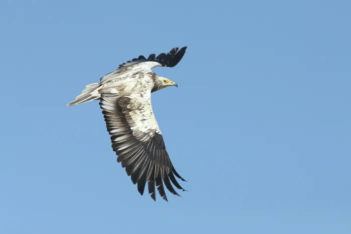 Framed Print : RF - Egyptian vulture (Neophron percnopterus) sub-adult in flight, Oman. Endangered. (This image may be licensed either as rights managed or royalty free.) Framed Print : RF - Egyptian vulture (Neophron percnopterus) sub-adult in flight, Oman. Endangered. (This image may be licensed either as rights managed or royalty free.)