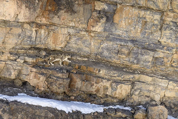 RF - Elderly male snow leopard (Panthera uncia) stalking Siberian ibex (Capra sp. )
