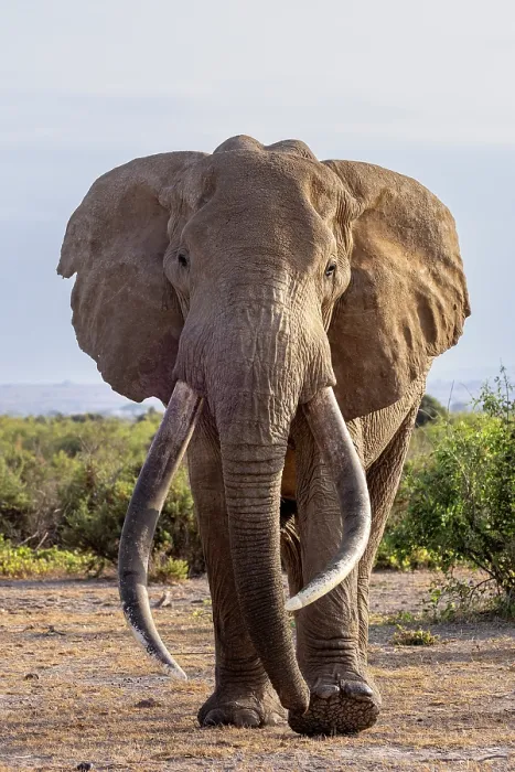 Framed Print : RF - Elephant (Loxodonta africana) bull, portrait, Amboseli National Park, Kenya. Endangered. (This image may be licensed either as rights managed or royalty free.) Framed Print : RF - Elephant (Loxodonta africana) bull, portrait, Amboseli National Park, Kenya. Endangered. (This image may be licensed either as rights managed or royalty free.)