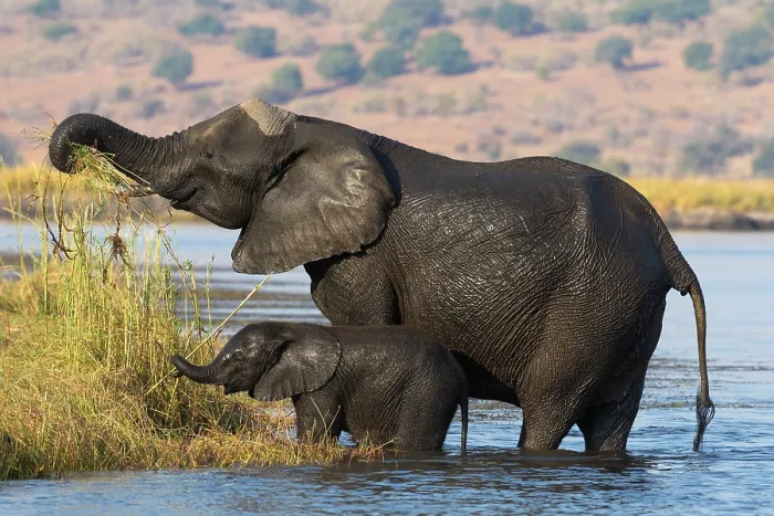 Framed Print : RF - Elephant (Loxodonta africana) and calf standing in river, grazing at water's edge, Chobe River, Chobe National Park, Botswana. Endangered Framed Print : RF - Elephant (Loxodonta africana) and calf standing in river, grazing at water's edge, Chobe River, Chobe National Park, Botswana. Endangered