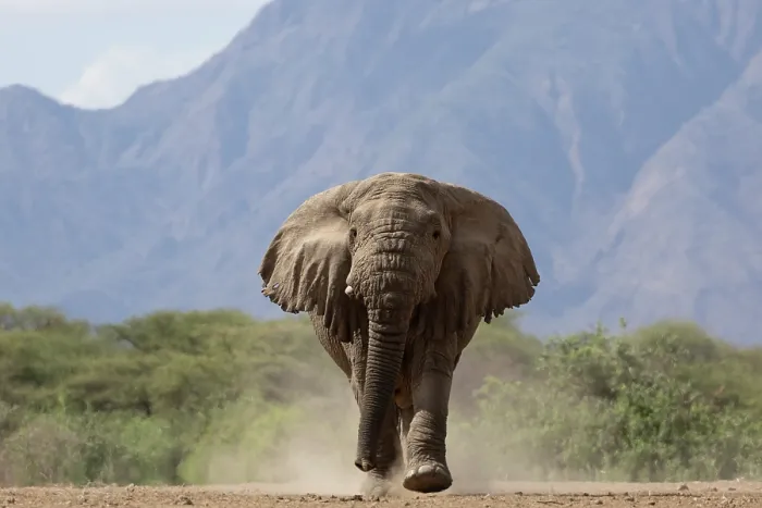 Framed Print : RF - Elephant (Loxodonta africana) walking over dusty ground with mountains behind, Shompole, Kenya. Endangered Framed Print : RF - Elephant (Loxodonta africana) walking over dusty ground with mountains behind, Shompole, Kenya. Endangered
