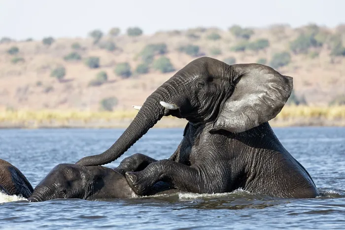 Framed Print : RF - Elephants (Loxodonta africana) playing in river, Chobe River, Chobe National Park, Botswana. Endangered Framed Print : RF - Elephants (Loxodonta africana) playing in river, Chobe River, Chobe National Park, Botswana. Endangered