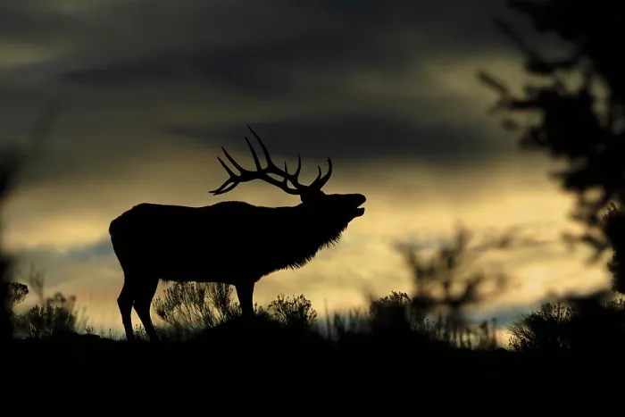 Framed Print : RF - Elk (Cervus canadensis) bull, silhouetted on a mountain ridge at sunrise, Yellowstone National Park, Wyoming, USA. October Framed Print : RF - Elk (Cervus canadensis) bull, silhouetted on a mountain ridge at sunrise, Yellowstone National Park, Wyoming, USA. October