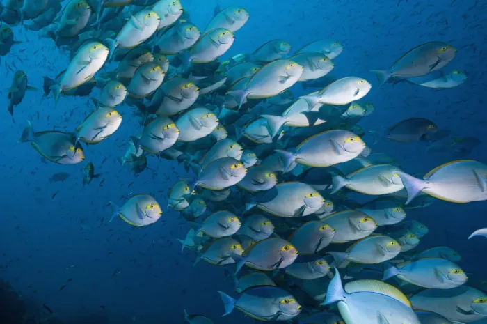 Framed Print : RF- Elongate surgeonfish (Acanthurus mata) school. Indonesia Framed Print : RF- Elongate surgeonfish (Acanthurus mata) school. Indonesia