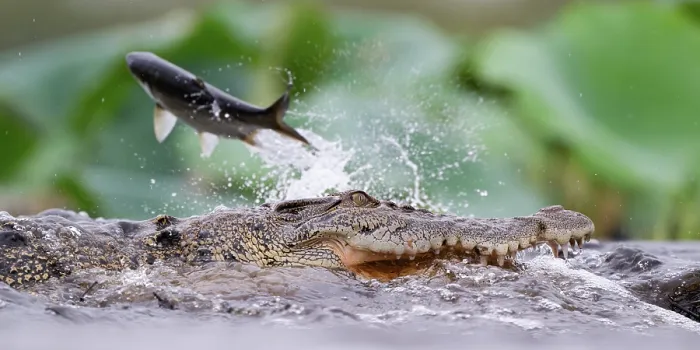 Framed Print : RF - Estuarine crocodile (Crocodylus porosus) attempting to catch a Tarpon (Megalops cyprinoides), Fogg Dam Conservation Reserve, Northern Territory, Australia Framed Print : RF - Estuarine crocodile (Crocodylus porosus) attempting to catch a Tarpon (Megalops cyprinoides), Fogg Dam Conservation Reserve, Northern Territory, Australia