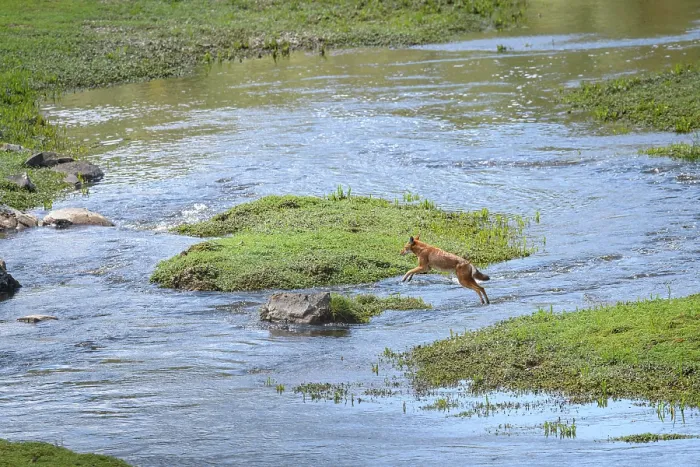 Framed Print : RF - Ethiopian wolf (Canis simensis) jumping over river, Bale Mountains National Park, Ethiopia. Endangered. (This image may be licensed either as rights managed or royalty free.) Framed Print : RF - Ethiopian wolf (Canis simensis) jumping over river, Bale Mountains National Park, Ethiopia. Endangered. (This image may be licensed either as rights managed or royalty free.)