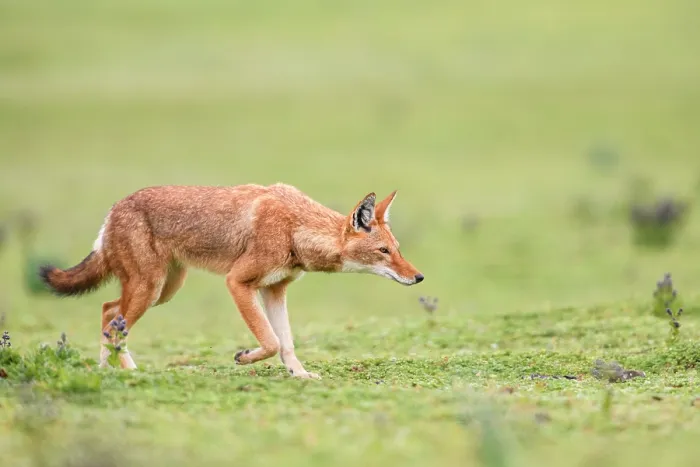 Framed Print : RF - Ethiopian wolf (Canis simensis) stalking prey, Bale Mountains National Park, Ethiopia. Endangered. (This image may be licensed either as rights managed or royalty free.) Framed Print : RF - Ethiopian wolf (Canis simensis) stalking prey, Bale Mountains National Park, Ethiopia. Endangered. (This image may be licensed either as rights managed or royalty free.)