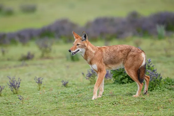Framed Print : RF - Ethiopian wolf (Canis simensis) standing in grassland, Bale Mountains National Park, Ethiopia. Endangered Framed Print : RF - Ethiopian wolf (Canis simensis) standing in grassland, Bale Mountains National Park, Ethiopia. Endangered