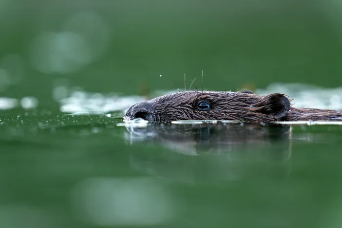 Framed Print : RF - Eurasian beaver (Castor fiber) swimming in a pond, Thurgau, Switzerland. July. (This image may be licensed either as rights managed or royalty free.) Framed Print : RF - Eurasian beaver (Castor fiber) swimming in a pond, Thurgau, Switzerland. July. (This image may be licensed either as rights managed or royalty free.)