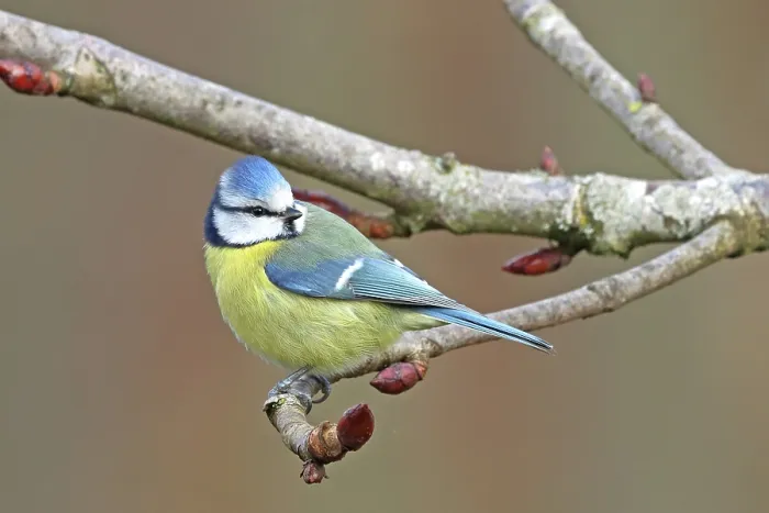 Framed Print : RF - Eurasian blue tit (Cyanistes caeruleus) perched in chestnut tree in early spring, Denmark. March. (This image may be licensed either as rights managed or royalty free.) Framed Print : RF - Eurasian blue tit (Cyanistes caeruleus) perched in chestnut tree in early spring, Denmark. March. (This image may be licensed either as rights managed or royalty free.)