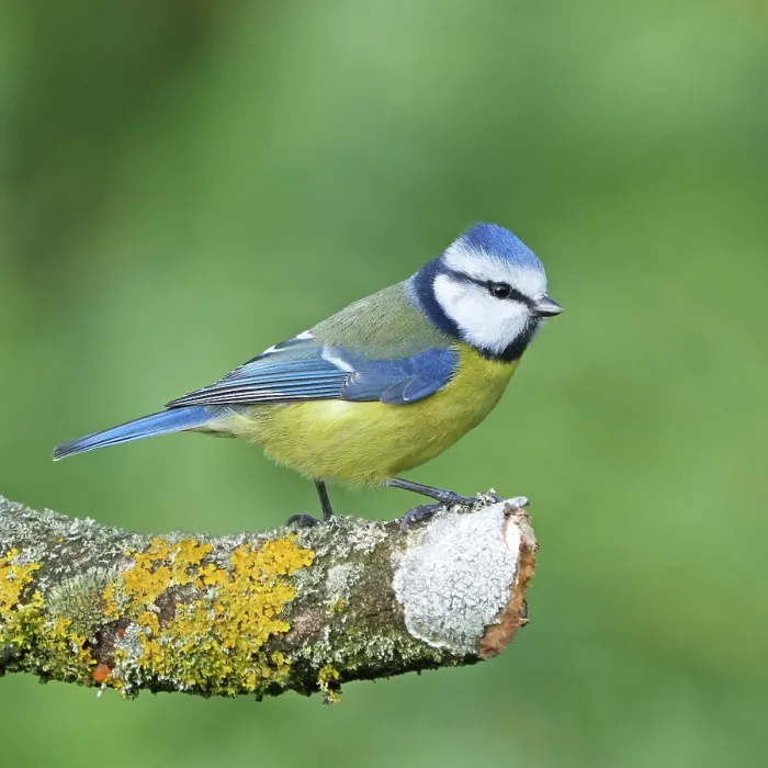 Framed Print : RF - Eurasian blue tit (Cyanistes caeruleus) perched on lichen-covered branch in winter, Denmark. January. (This image may be licensed either as rights managed or royalty free.) Framed Print : RF - Eurasian blue tit (Cyanistes caeruleus) perched on lichen-covered branch in winter, Denmark. January. (This image may be licensed either as rights managed or royalty free.)
