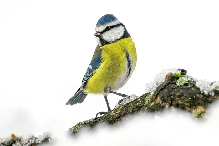 Framed Print : RF - Eurasian blue tit (Cyanistes caeruleus) perched on snow-covered bird feeder in winter, Lucerne, Switzerland. January Framed Print : RF - Eurasian blue tit (Cyanistes caeruleus) perched on snow-covered bird feeder in winter, Lucerne, Switzerland. January