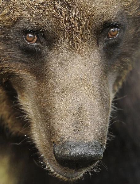 RF- Eurasian brown bear (Ursus arctos) close-up of face, Suomussalmi, Finland. July