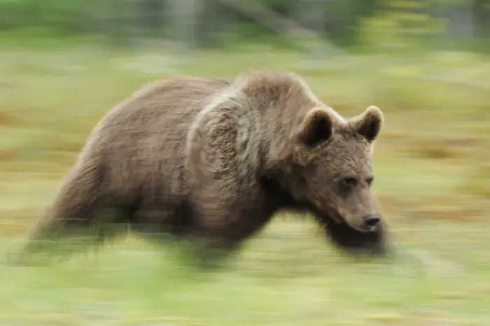 Framed Print : RF- Eurasian brown bear (Ursus arctos) running, Suomussalmi, Finland. July Framed Print : RF- Eurasian brown bear (Ursus arctos) running, Suomussalmi, Finland. July