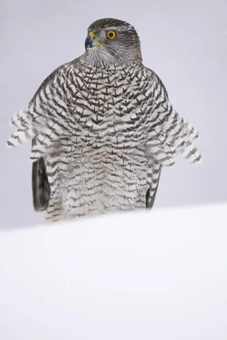 Framed Print : RF - Eurasian goshawk (Accipiter gentilis) juvenile in snow, Vitbergets Nature Reserve Framed Print : RF - Eurasian goshawk (Accipiter gentilis) juvenile in snow, Vitbergets Nature Reserve