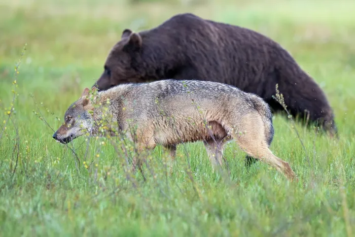 Framed Print : RF - Eurasian wolf (Canis lupus) in grassland with Eurasian brown bear (Ursus arctos) behind, Kuikka camp, Kuhmo, Finland. August