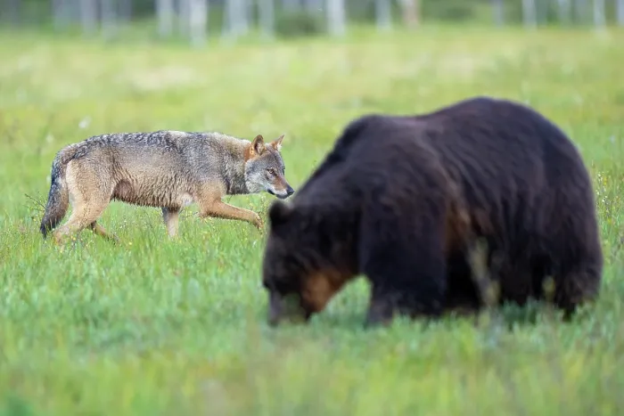 Framed Print : RF - Eurasian wolf (Canis lupus) prowling behind a foraging Eurasian brown bear (Ursus arctos) in grassland, Kuikka camp, Kuhmo, Finland. August Framed Print : RF - Eurasian wolf (Canis lupus) prowling behind a foraging Eurasian brown bear (Ursus arctos) in grassland, Kuikka camp, Kuhmo, Finland. August