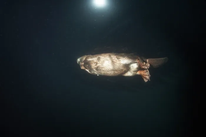 Framed Print : RF - European beaver (Castor fiber) swimming on the surface at dusk, underwater view, River Rhone, Alps, France. May Framed Print : RF - European beaver (Castor fiber) swimming on the surface at dusk, underwater view, River Rhone, Alps, France. May